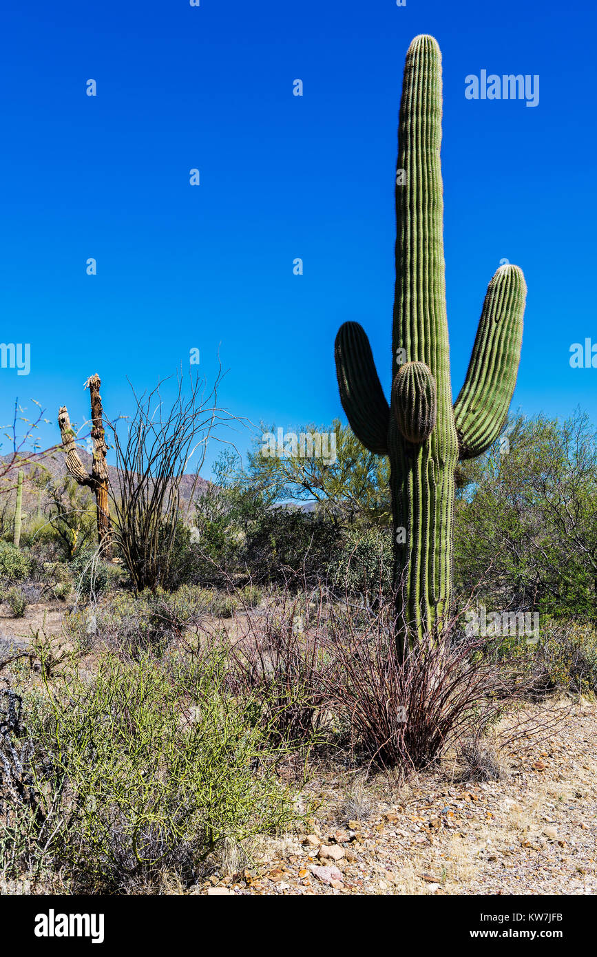 Hombre de pie junto a un gigante cactus saguaro N.P. , Arizona, EE.UU  Fotografía de stock - Alamy