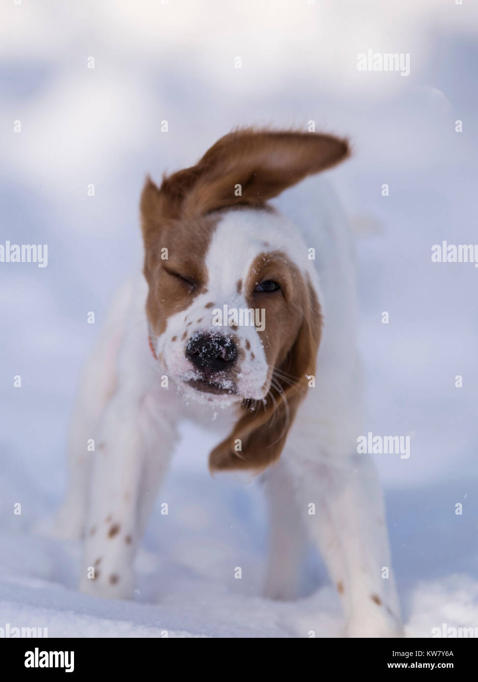 Un joven cachorro Setter inglés en una fría tarde de invierno Foto de stock
