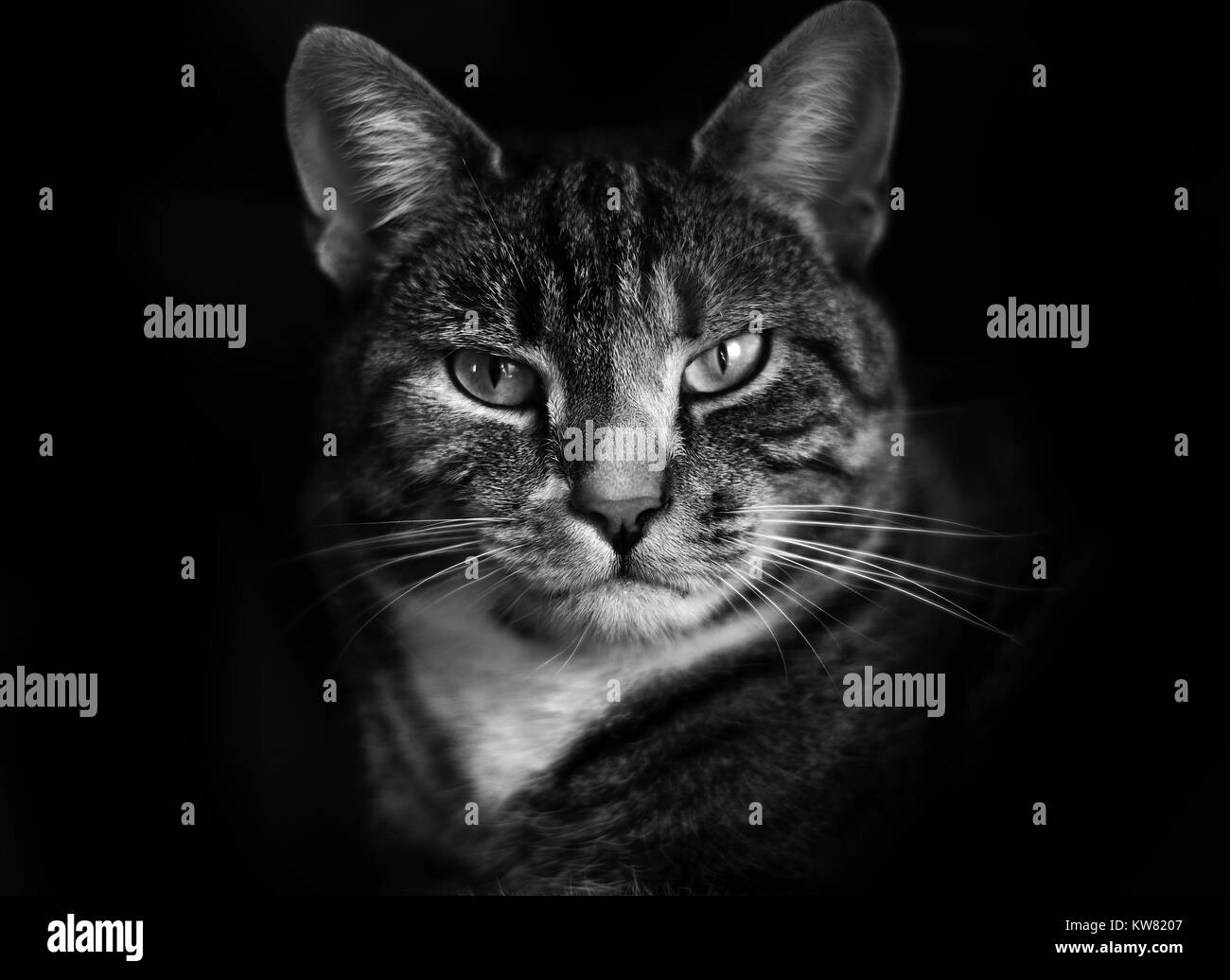 Retrato de un gato atigrado en blanco y negro Foto de stock