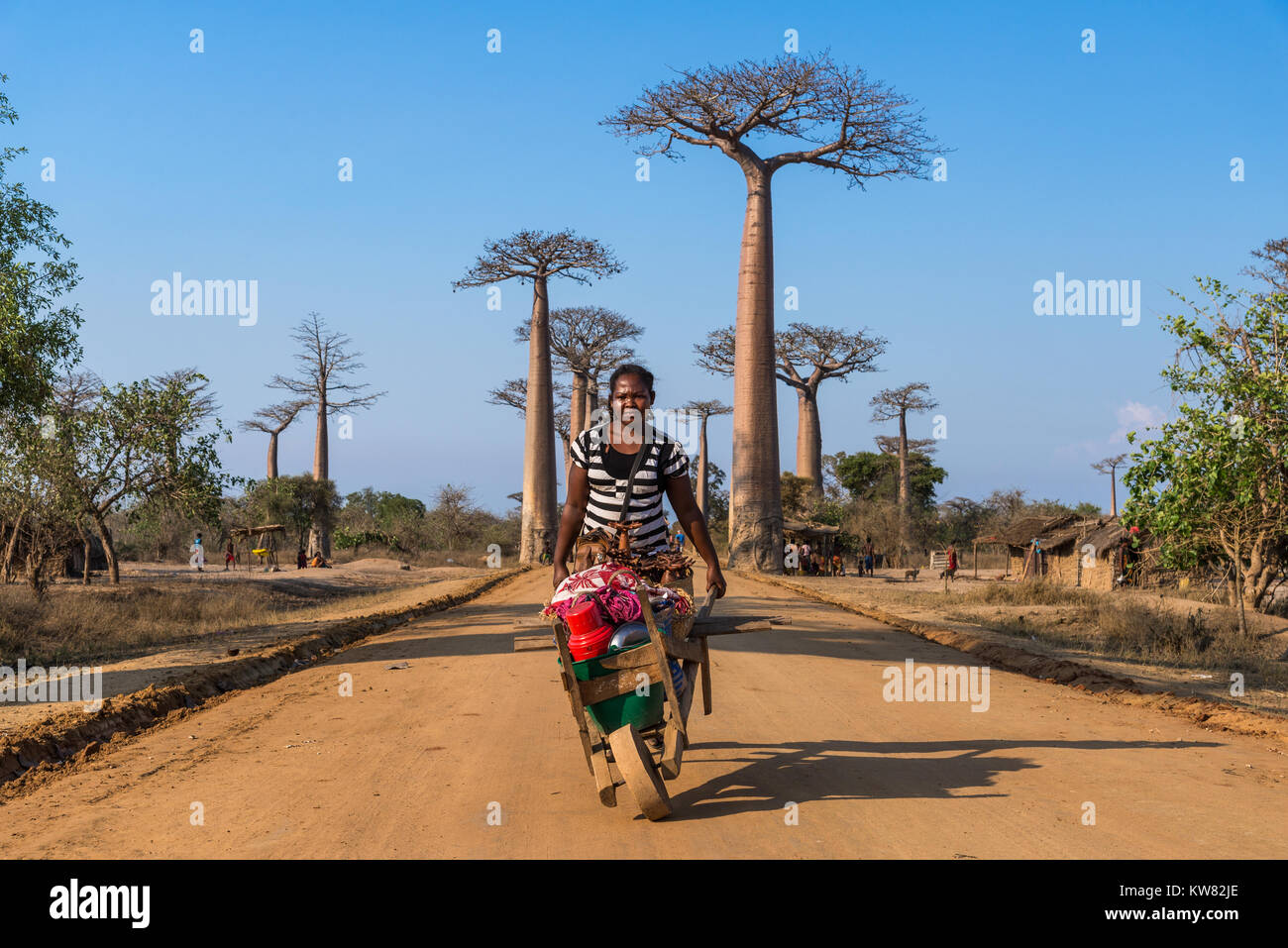 Una mujer malgache empujando una carreta de mano de madera con recuerdos a lo largo de la Avenida de los baobabs. Madagascar, África. Foto de stock