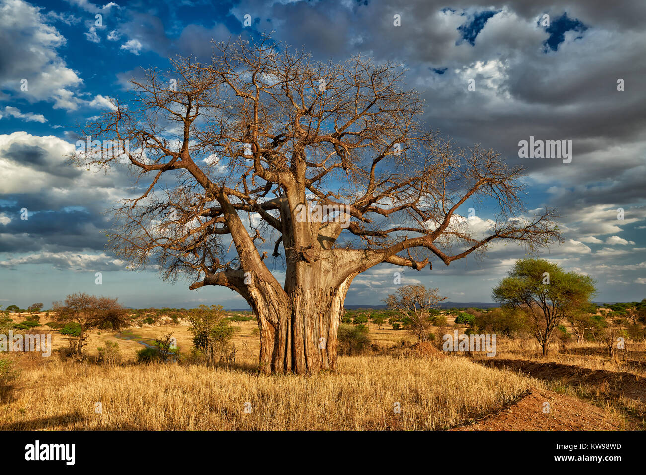 Baobab (Adansonia digitata) en el paisaje del Parque Nacional Tarangire, Tanzania, África Foto de stock
