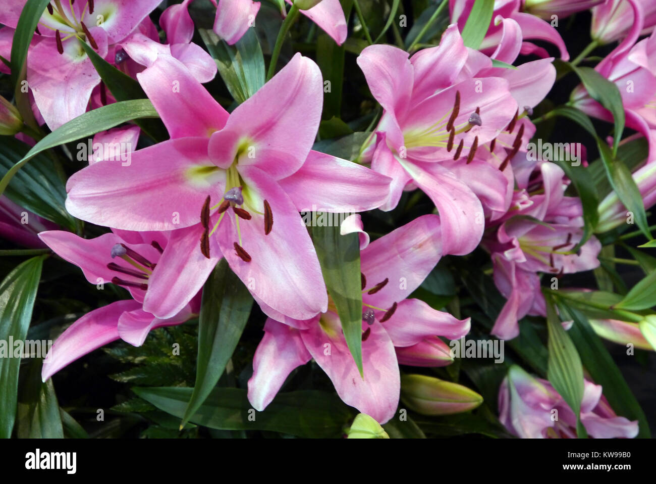 Flores orientales fotografías e imágenes de alta resolución - Alamy