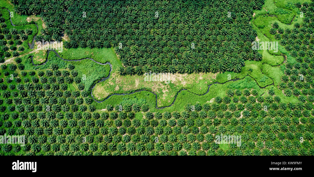 Vista aérea de las plantaciones de palma de aceite en las Islas Salomón Foto de stock