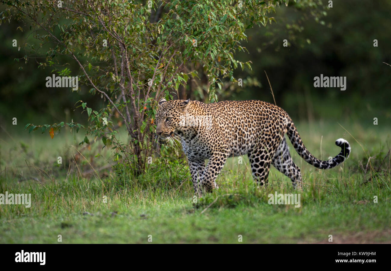 Leopardo africano Foto de stock