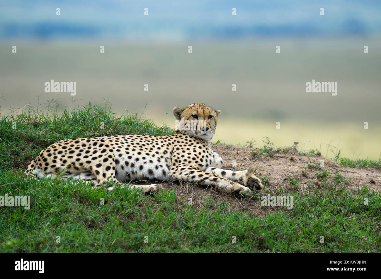 Guepardo descansa sobre la sabana africana Foto de stock
