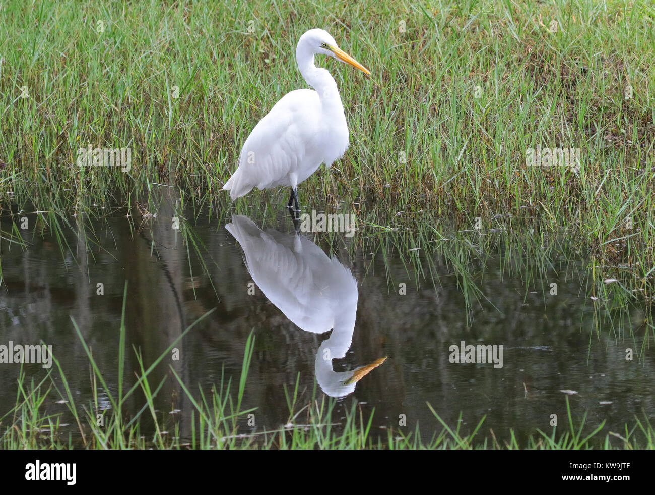 Garzón Blanco con la imagen reflejada en el agua la reflexión Foto de stock