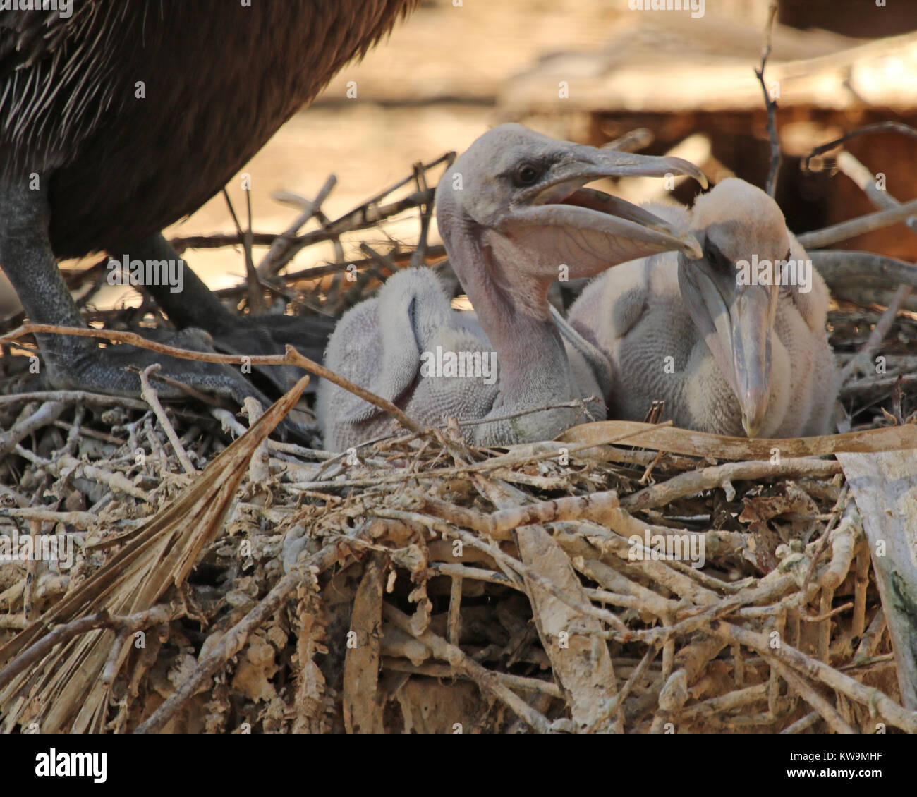 Dos Pequenos Bebe Pelicanos Pelecanus Occidentalis En El Nido Fotografia De Stock Alamy