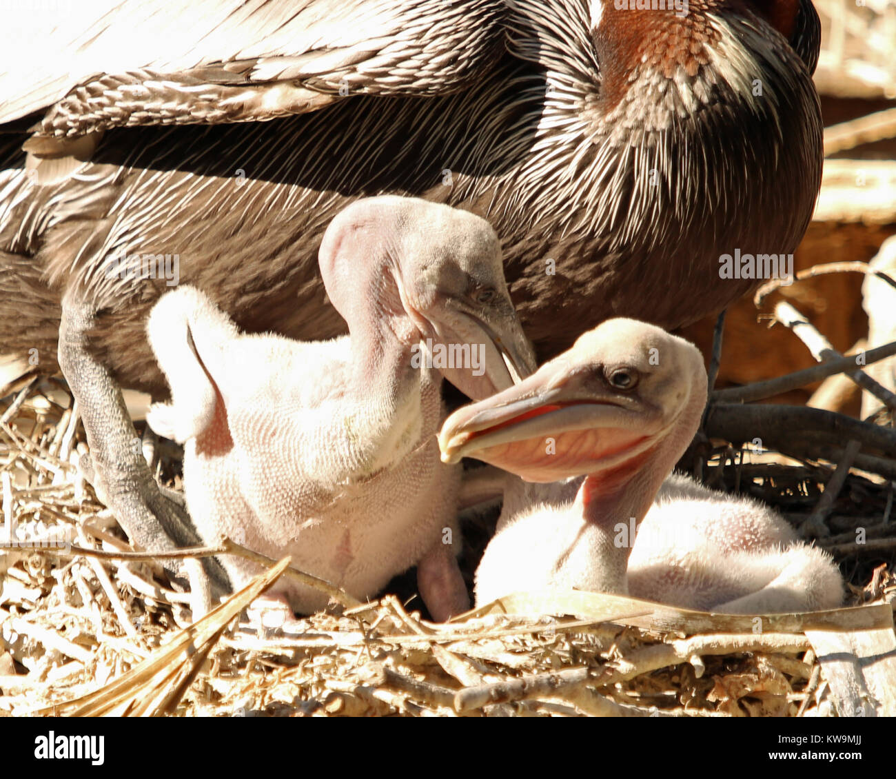 Bebe Pelicanos En El Nido Son Tan Feas Que Son Bonitos Ya Que Peleamos En Voz Alta Para Alimentos Fotografia De Stock Alamy