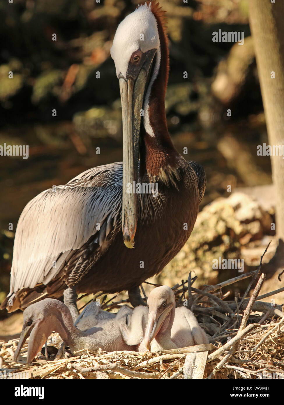 Pelicano Cafe Durante La Temporada De Cria En El Nido Con Bebes Permanente Fotografia De Stock Alamy