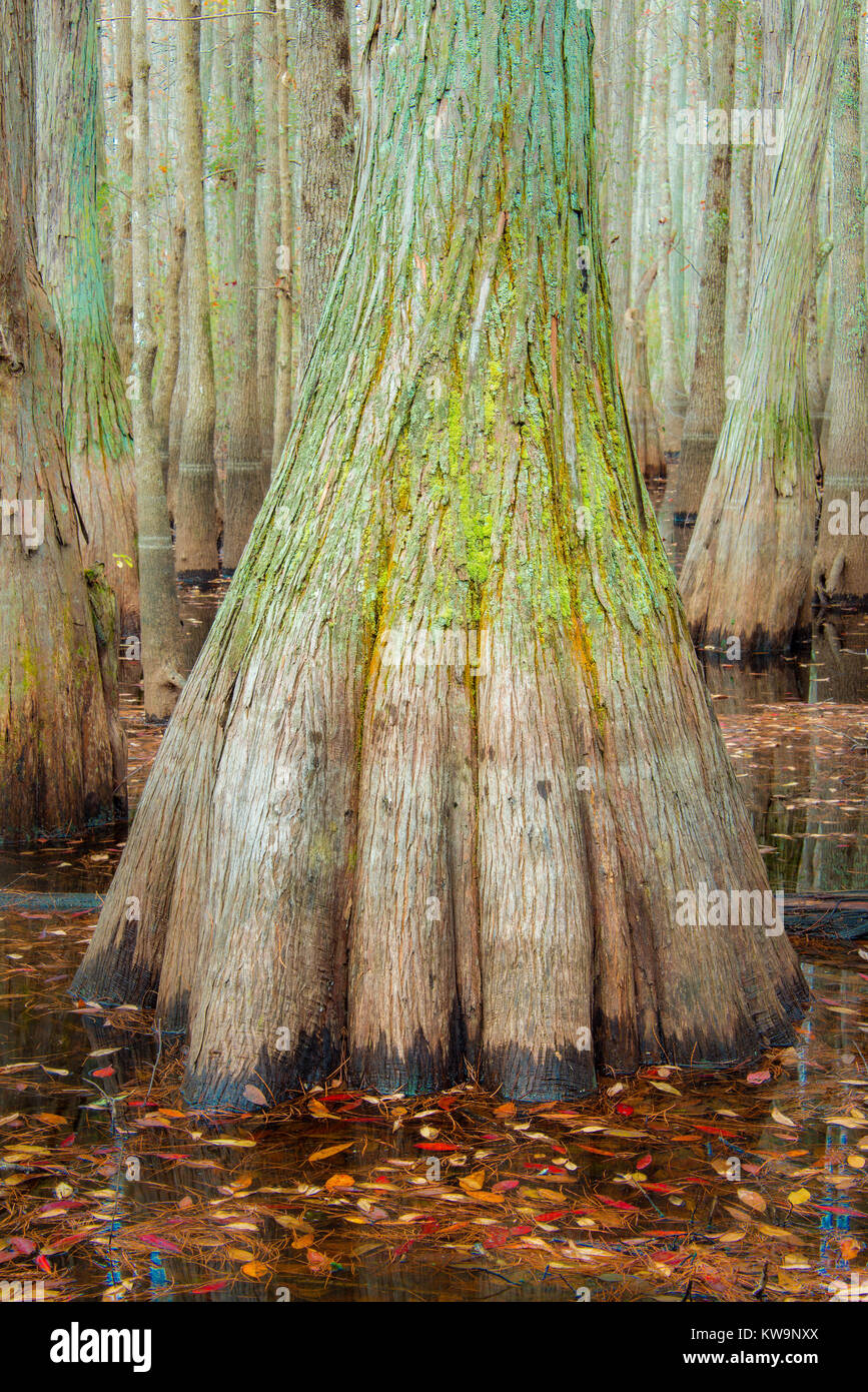 Ciprés Calvo, Cypress Swamp, Carolina bahía, Catedral Patrimonio de la Bahía Reserva de Fauna, SC, USA Por Bill Lea/Dembinsky Foto Assoc Foto de stock