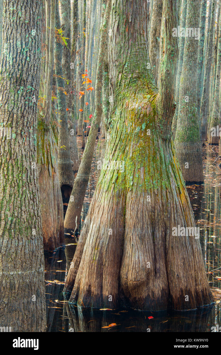Ciprés Calvo, Cypress Swamp, Carolina bahía, Catedral Patrimonio de la Bahía Reserva de Fauna, SC, USA Por Bill Lea/Dembinsky Foto Assoc Foto de stock