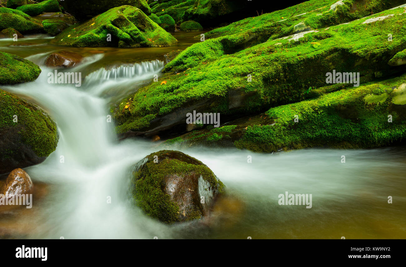 Roaring Fork Stream, Great Smoky Mountains NP, TN, EE.UU., por Bill Lea/Dembinsky Foto Assoc Foto de stock