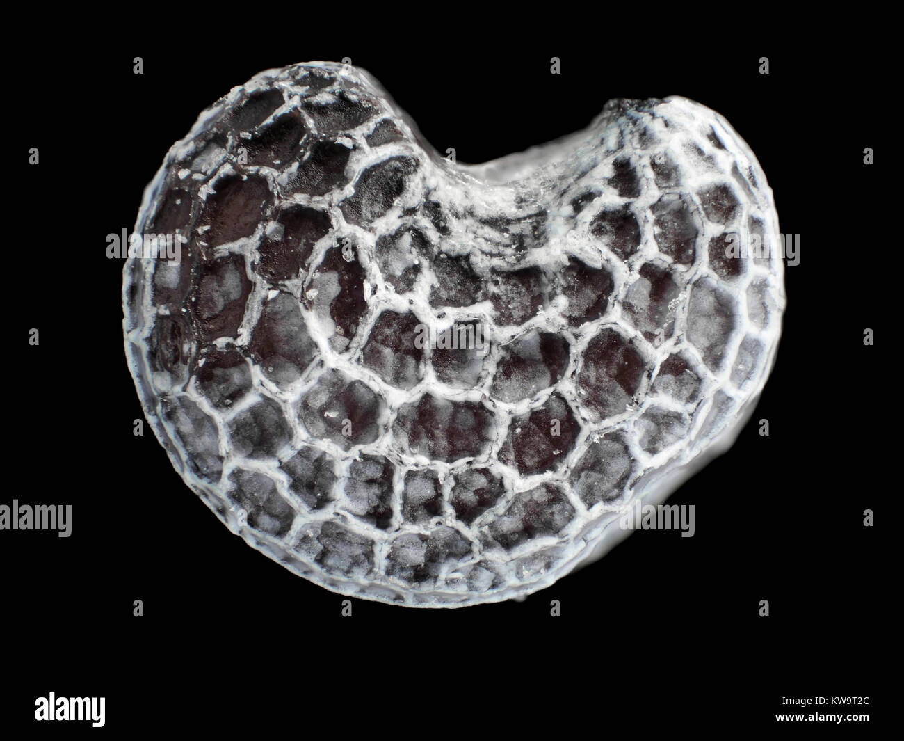 Micrografía de luz reflejada de una semilla de amapola, foto de superficie es de unos 1,7 mm de ancho Foto de stock