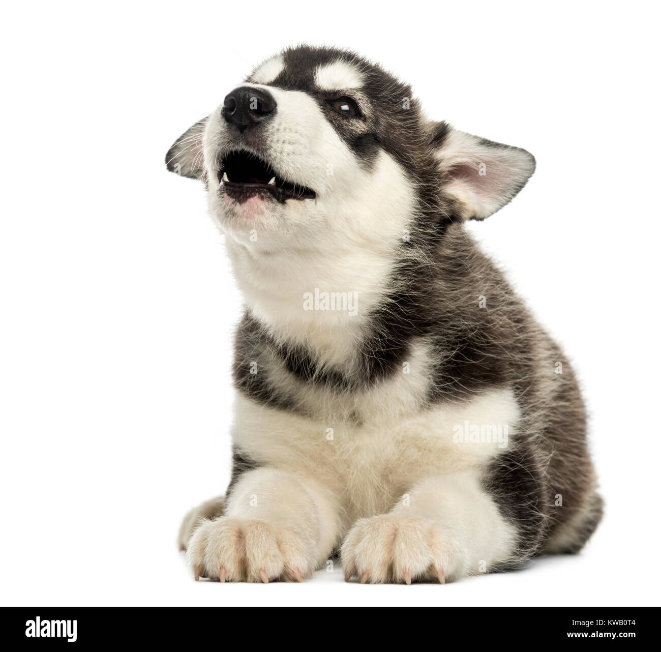Husky malamute cachorro mintiendo, aullando, aislado en blanco Fotografía  de stock - Alamy