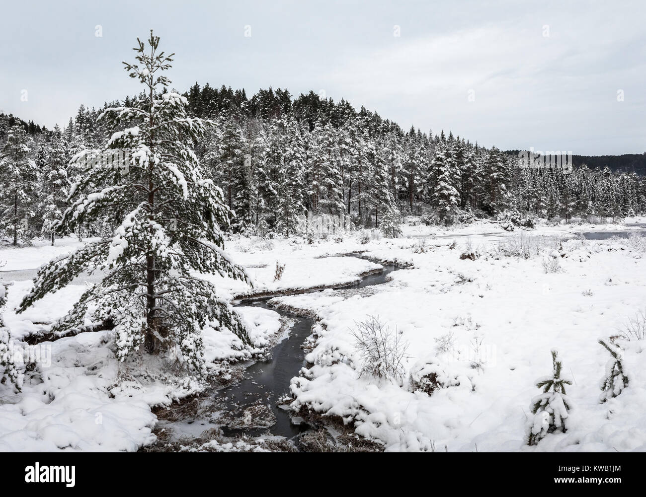 Paisaje invernal, pinos cubiertos de nieve junto a un arroyo, la parte sur de Noruega Foto de stock
