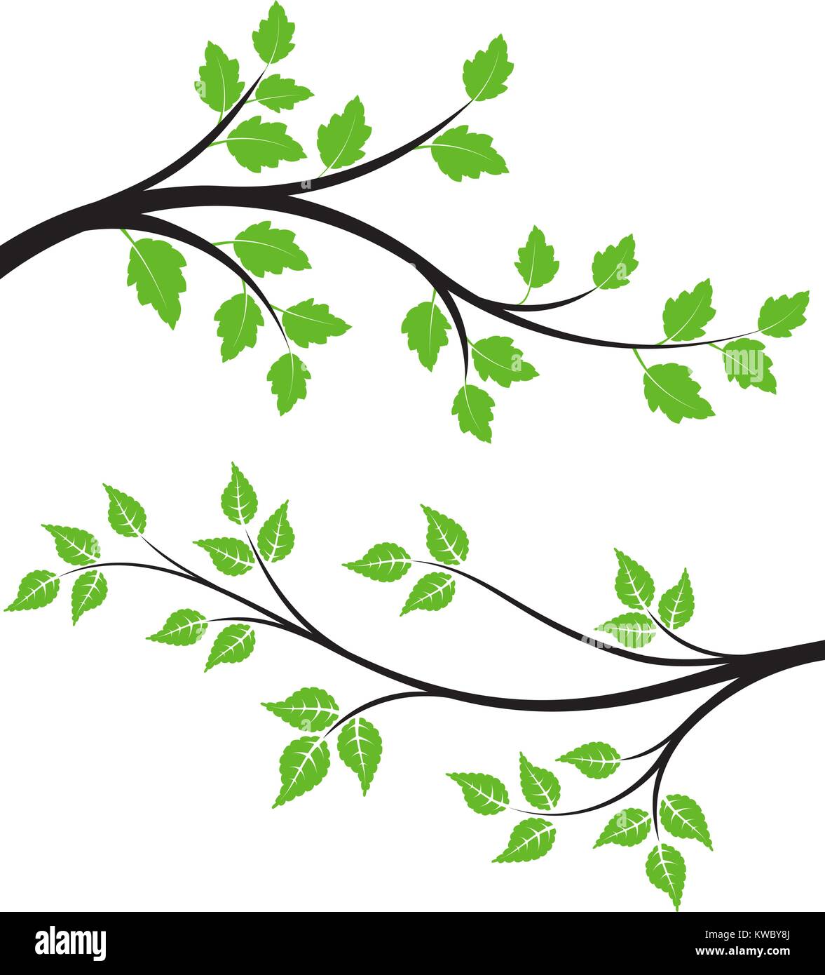 Par de flores verdes ramas con hojas para su diseño Imagen Vector de stock - Alamy Par de flores verdes ramas con hojas para su diseño Imagen Vector de stock - Alamy