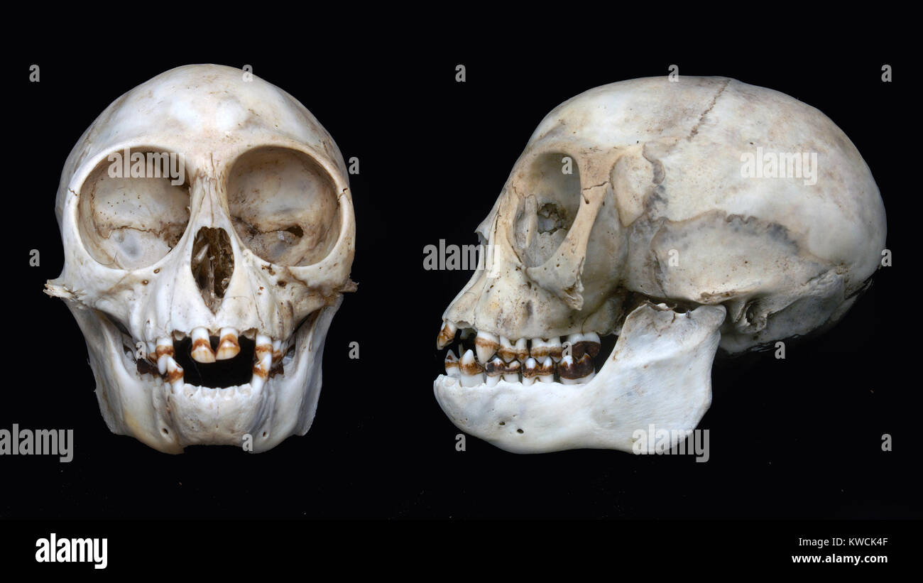 Vistas de frente y de perfil de cráneo de Nilgiri langur (Trachypithecus johnii) desde el sur de la India Foto de stock
