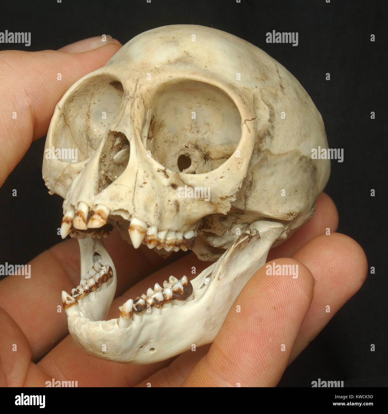 Cráneo de Nilgiri langur (Trachypithecus johnii) desde el sur de la India Foto de stock