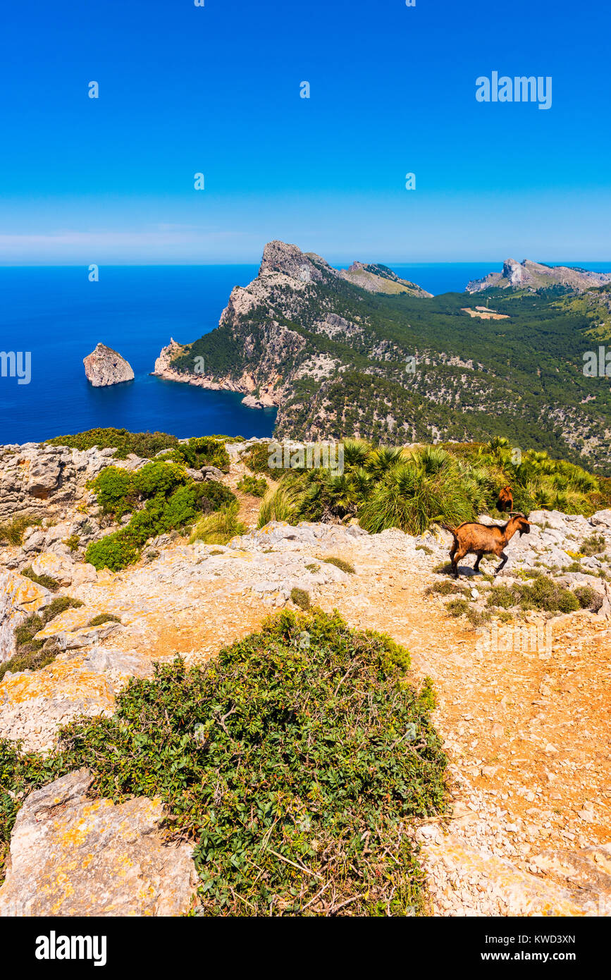 Cabras monteses en la península de Formentor en Mallorca España Foto de stock