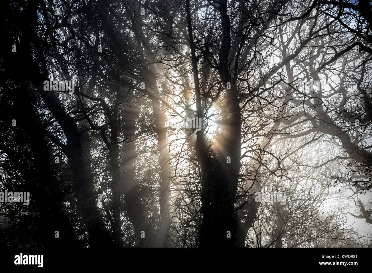 La luz del sol a través de la espesura, en Devon lane,neblina, niebla, niebla, oscuridad, cloud, nubosidad, brumoso, scotch mist, haar, vapores, regar, pulverizar Foto de stock