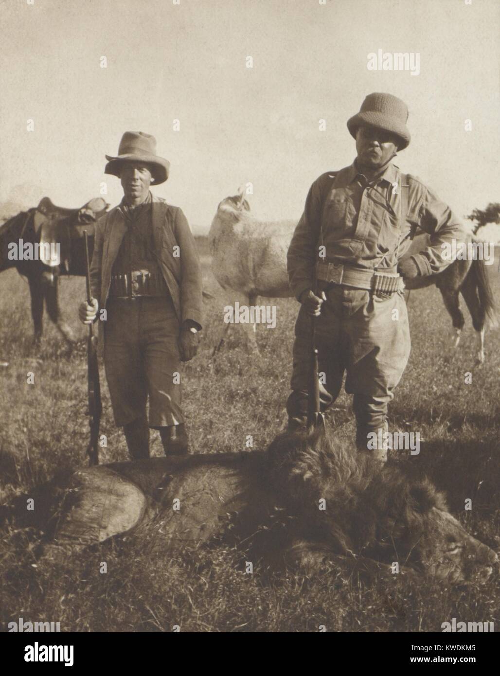 Theodore Roosevelt y Leslie scout local Tarleton Ponte encima de un león muerto baleado por TR. Entre junio y julio de 1909 en el África Oriental Británica (actual Kenia) durante el Smithsonian-Roosevelt expedición africana (BSLOC 2017 8 6) Foto de stock