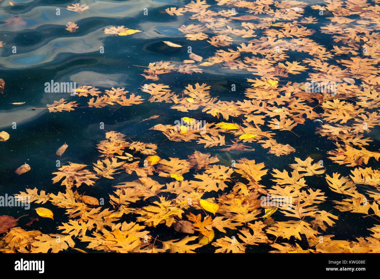 Hojas de otoño flotando en la piscina reflectante del Lincoln Memorial, Washington DC, USADee Jolie Foto de stock