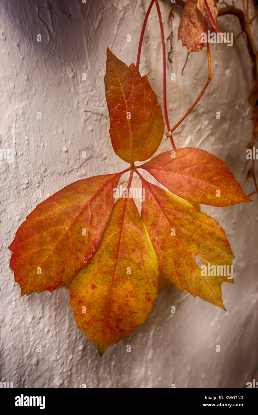 Hoja de Otoño contra la pared. Foto de stock