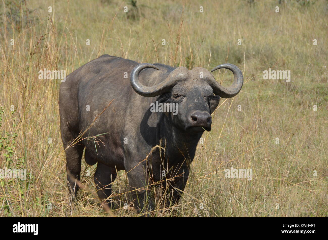 El búfalo africano macho adulto en el Parque Nacional de Nairobi. Los búfalos africanos es un miembro de los cinco grandes animales de caza. Foto de stock