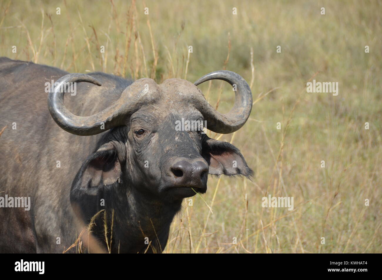 El búfalo africano macho adulto en el Parque Nacional de Nairobi. Los búfalos africanos es un miembro de los cinco grandes animales de caza. Foto de stock