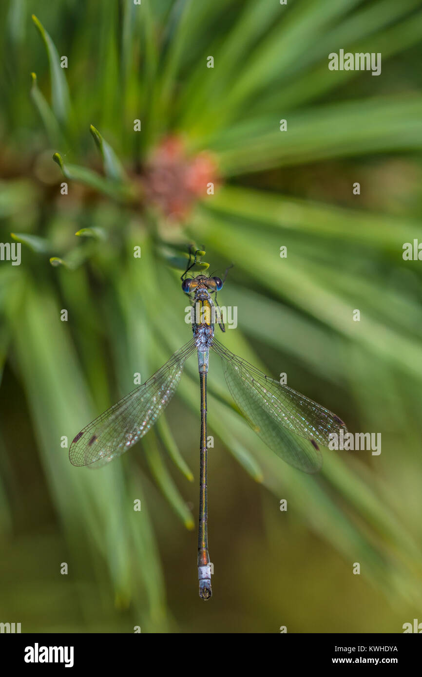 Damsel Fly de Pine Tree Foto de stock