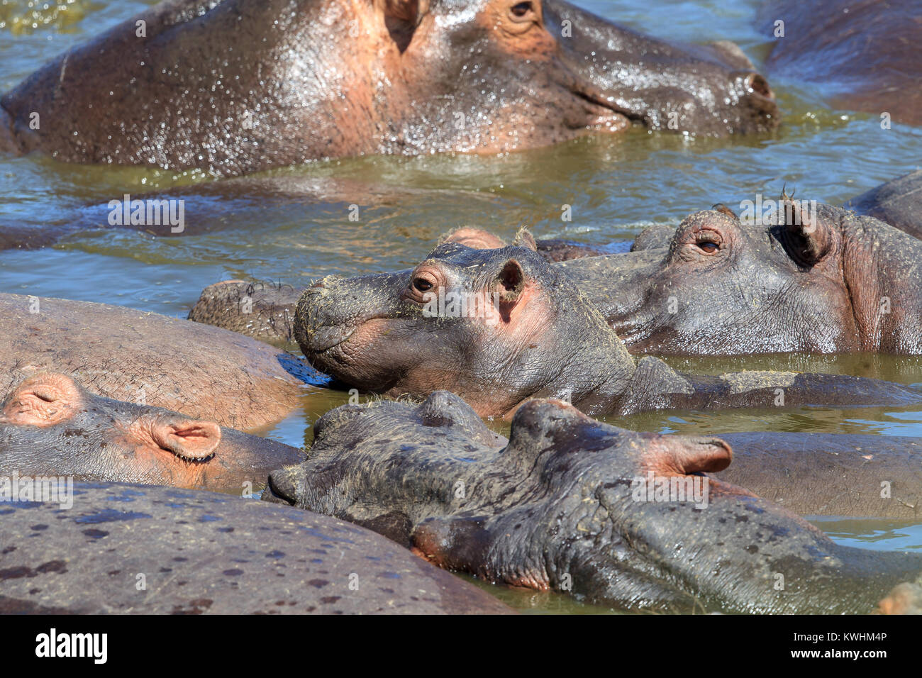 El hipopótamo común, o Hipona, es un gran, principalmente herbívoros, semiaquatic mamífero nativo de África subsahariana Foto de stock