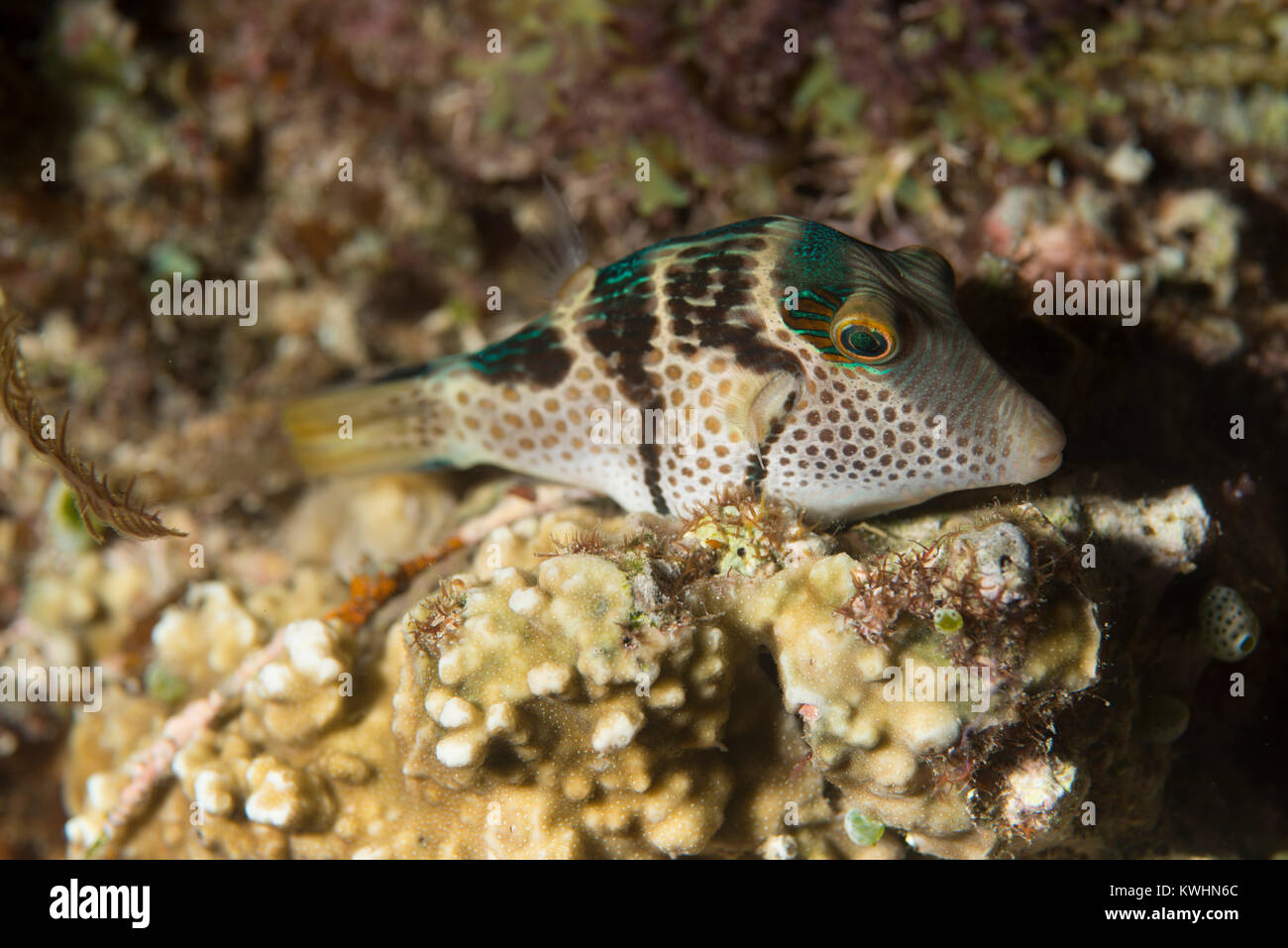 Un retrato de Valentin's sharpnose pufferfish Foto de stock