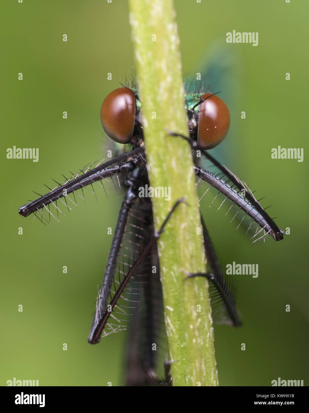 Cerrar foto frontal de un varón con bandas (Damselfly Demoiselle Calopteryx splendens) encaramado en un tallo de hierba. Cahir, Tipperary, Irlanda. Foto de stock