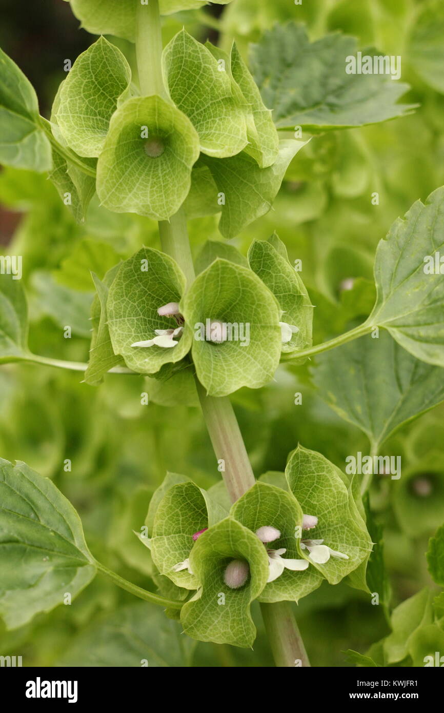 Flores verdes frescas de Moluccella laevis, o campanas de Irlanda, planta anual que florece en un jardín inglés frontera a finales del verano, Inglaterra, Reino Unido. Foto de stock