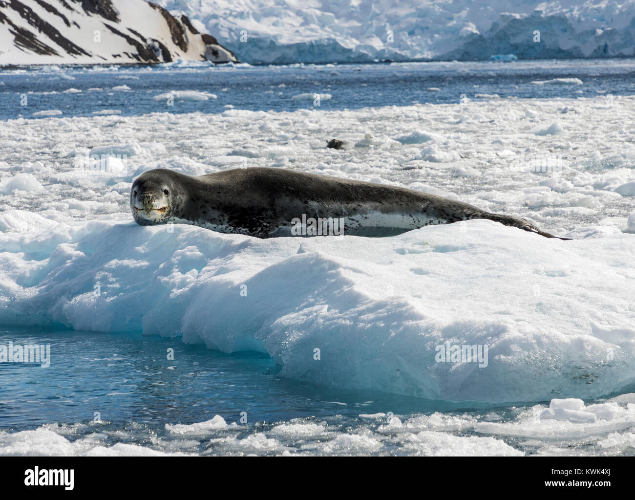 La bahía del Almirantazgo, Isla Rey Jorge, Antártida foca leopardo; mar leopard; Hydrurga leptonyx; La Antártida Foto de stock
