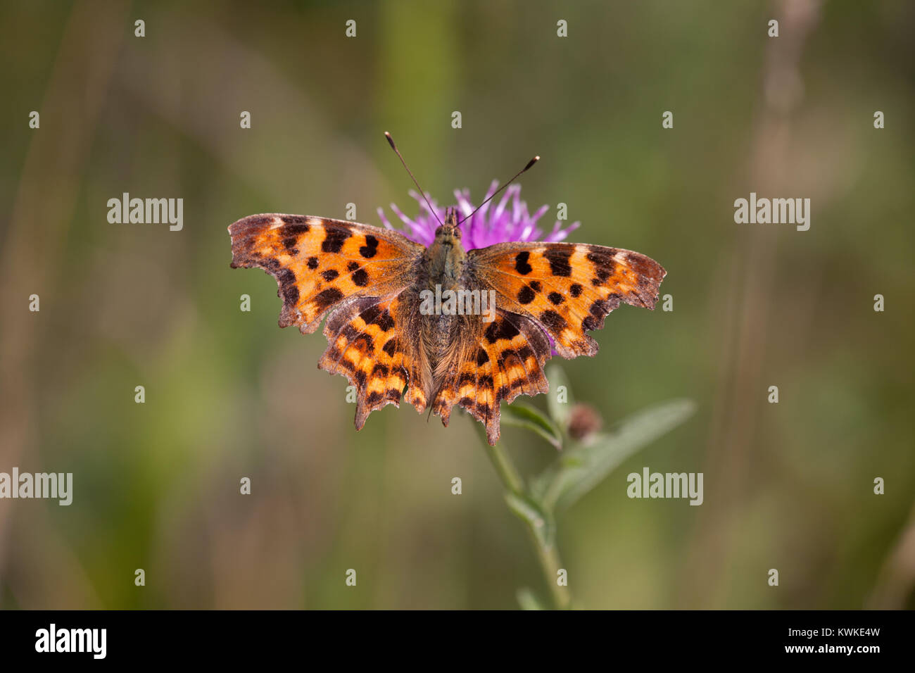 Coma (mariposa Polygonia c-album), Marston Thrift, Bedfordshire. Foto de stock