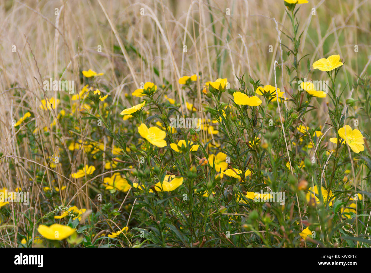 Flores amarillas silvestres florecen en primavera sobre la hierba verde del  campo Fotografía de stock - Alamy