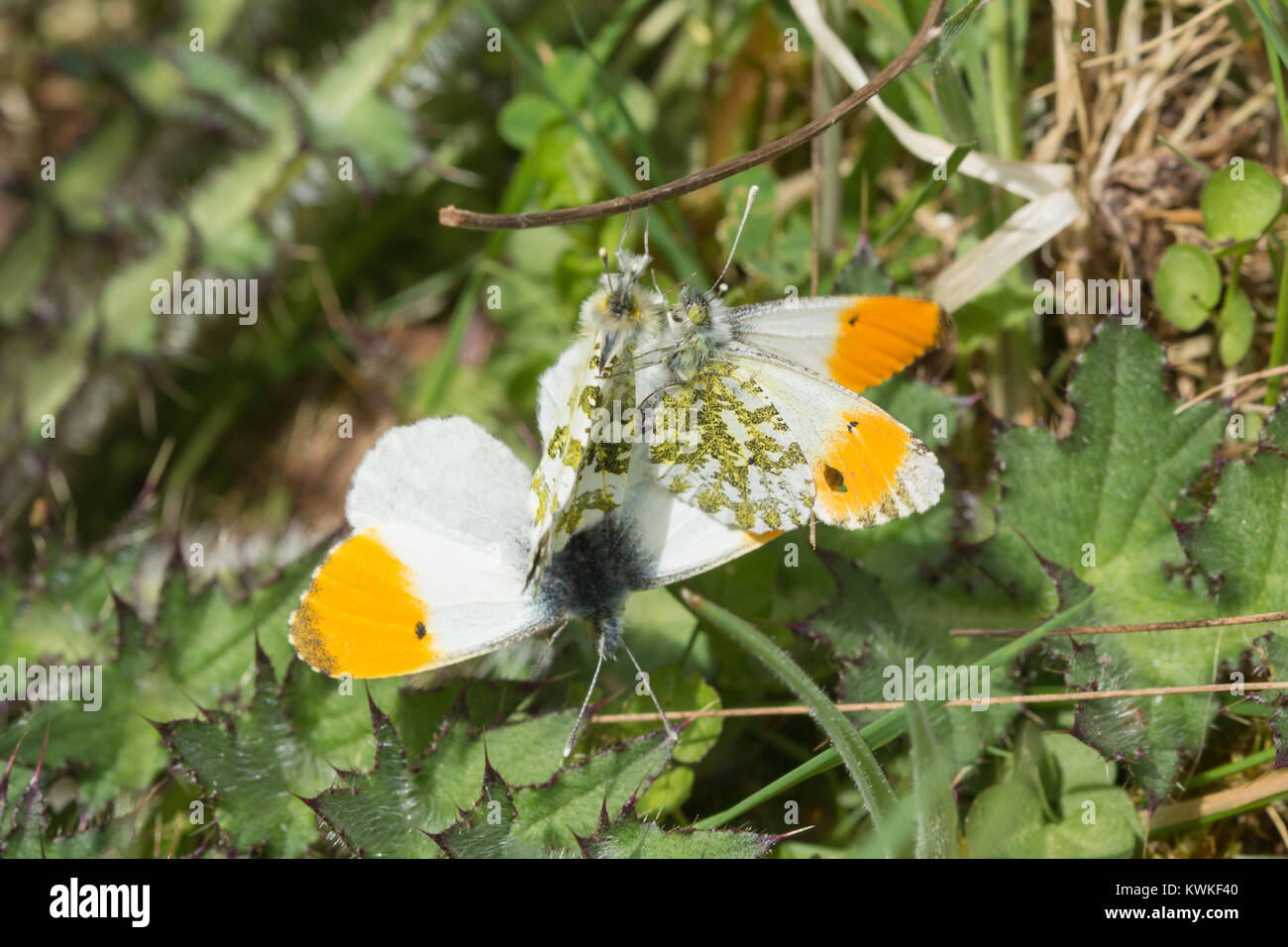 Apareamiento de punta anaranjada mariposas (Anthocharis cardamines) - varios machos intentando aparearse con una hembra Foto de stock