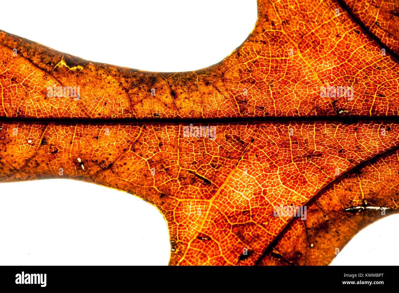 Resumen foto de una hoja de roble seco retroiluminado, revelando células y estructura foliar Foto de stock