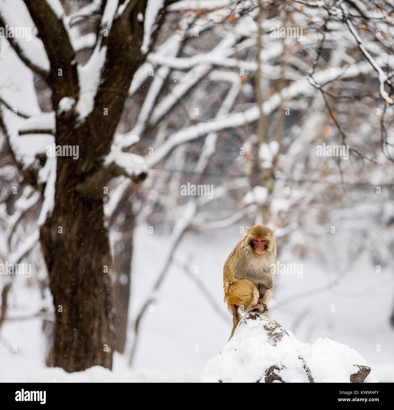 Monkey shows fotografías e imágenes de alta resolución - Página 9 - Alamy