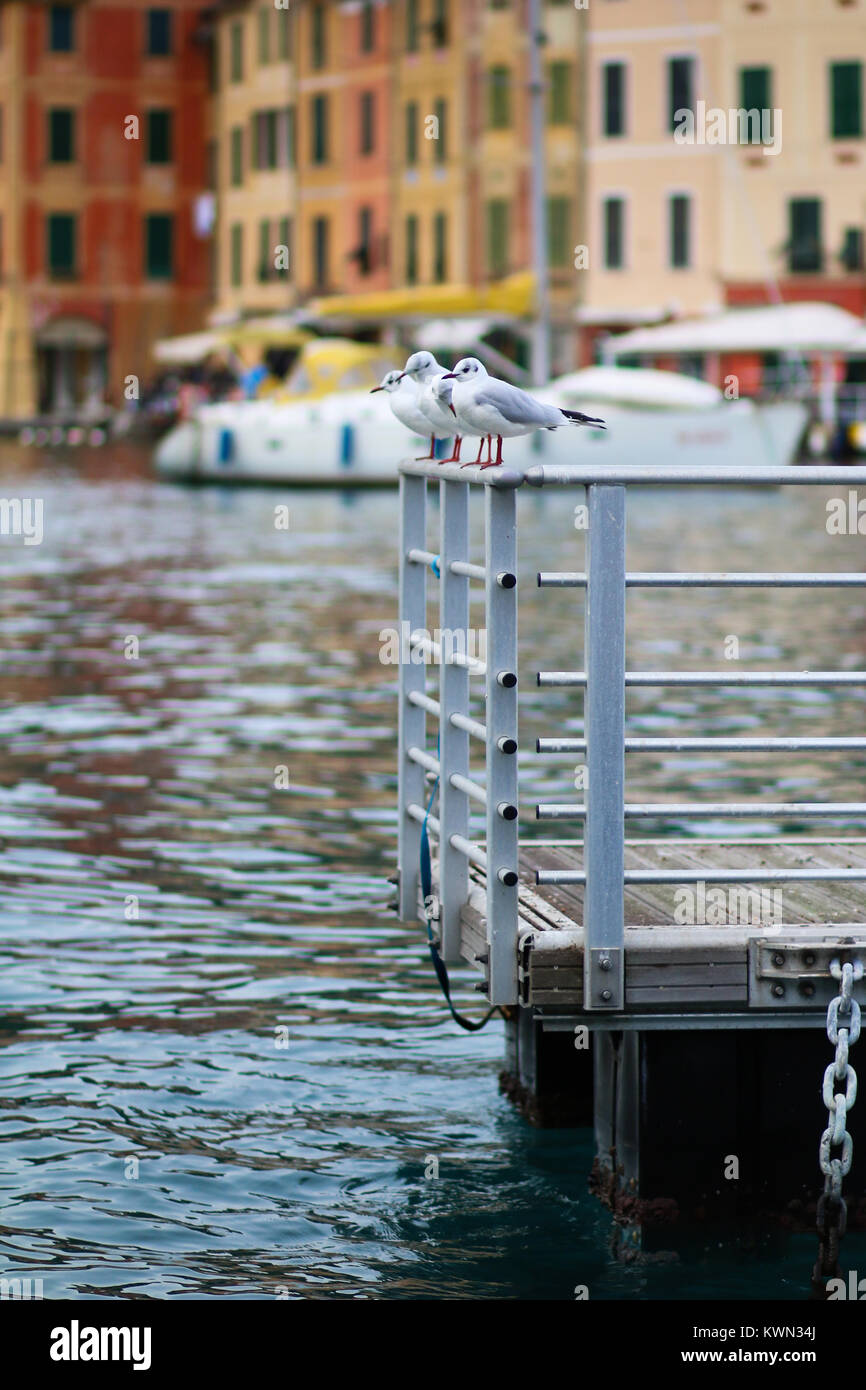 Las gaviotas en un dique flotante en el golf de Portofino, Italia Foto de stock