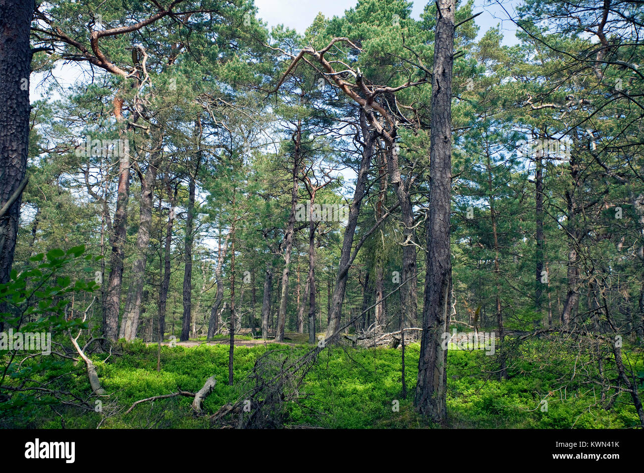 'Darsser Wald' en bosque Darss, parque nacional, Prerow, Fishland, Mecklemburgo-Pomerania Occidental, Mar Báltico, Alemania, Europa Foto de stock