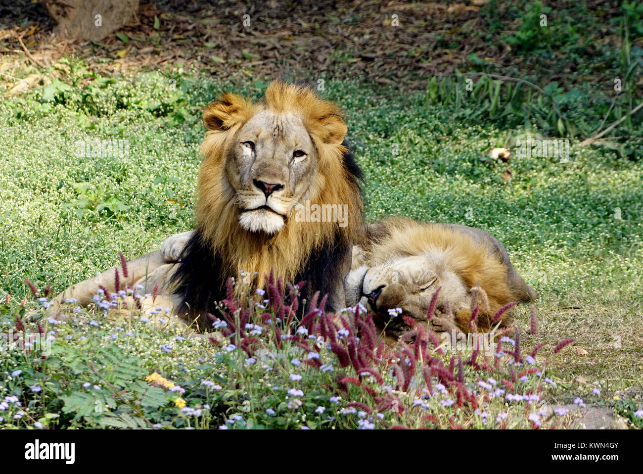 Un león está tomando cat-nap, mientras que otros mirando a mí. Foto de stock