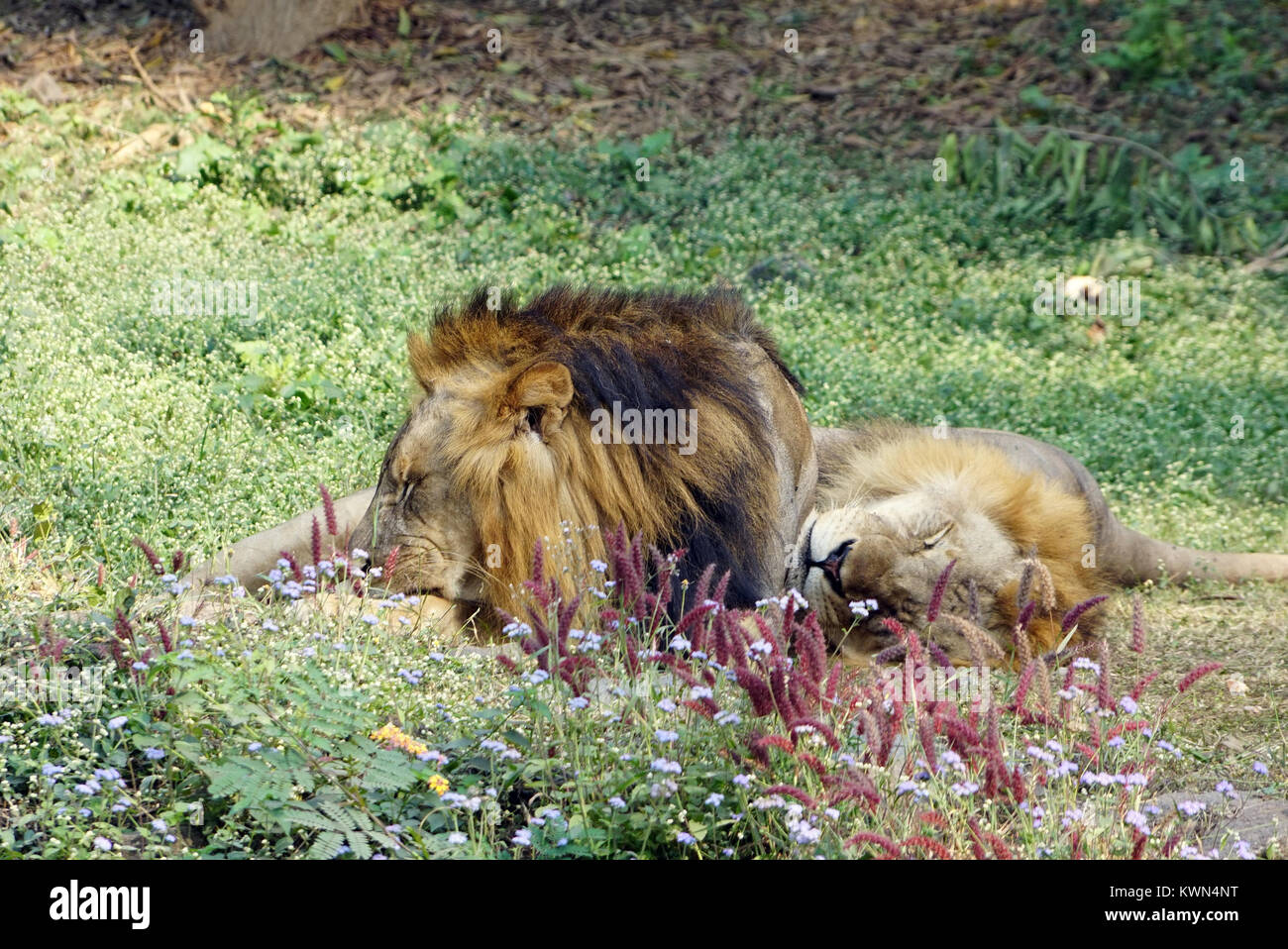 Los dos leones de tomar descanso en el mediodía. Foto de stock