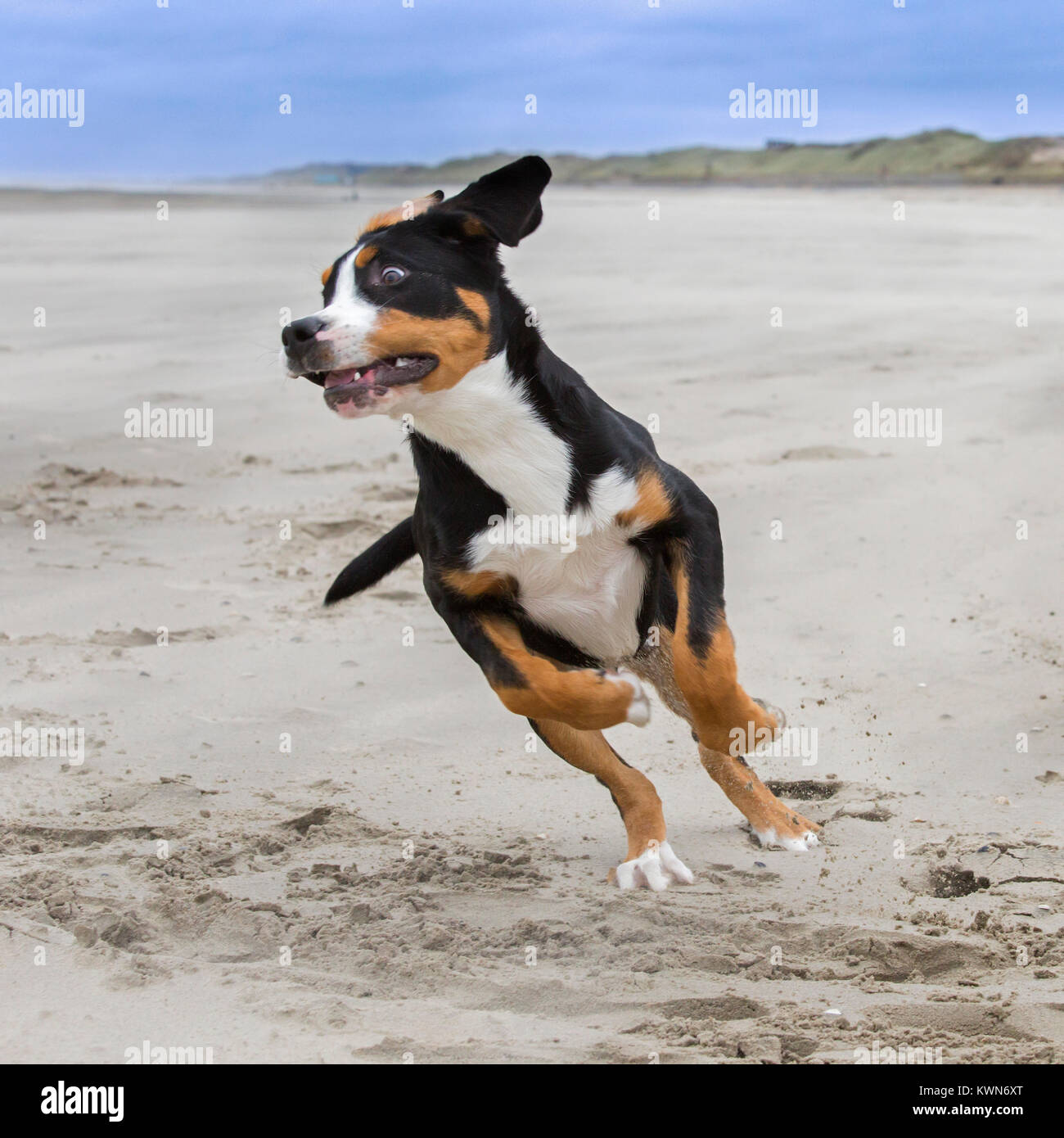 Juguetón más joven Boyero Suizo / Grosser Schweizer Appenzell acabando en la playa Foto de stock