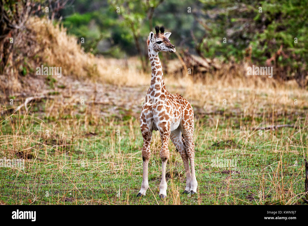 Recién nacido Masai jirafas, Giraffa camelopardalis tippelskirchi, Parque Nacional del Serengeti, sitio del patrimonio mundial de la UNESCO, Tanzania, África Foto de stock