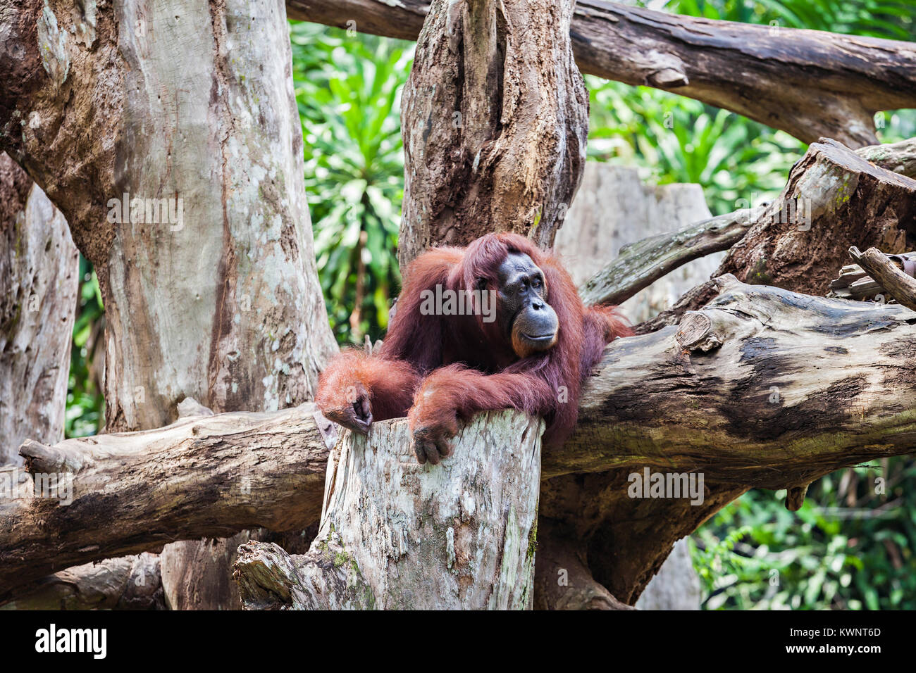 Los orangutanes son exclusivamente las dos especies asiáticas de grandes simios existentes Foto de stock