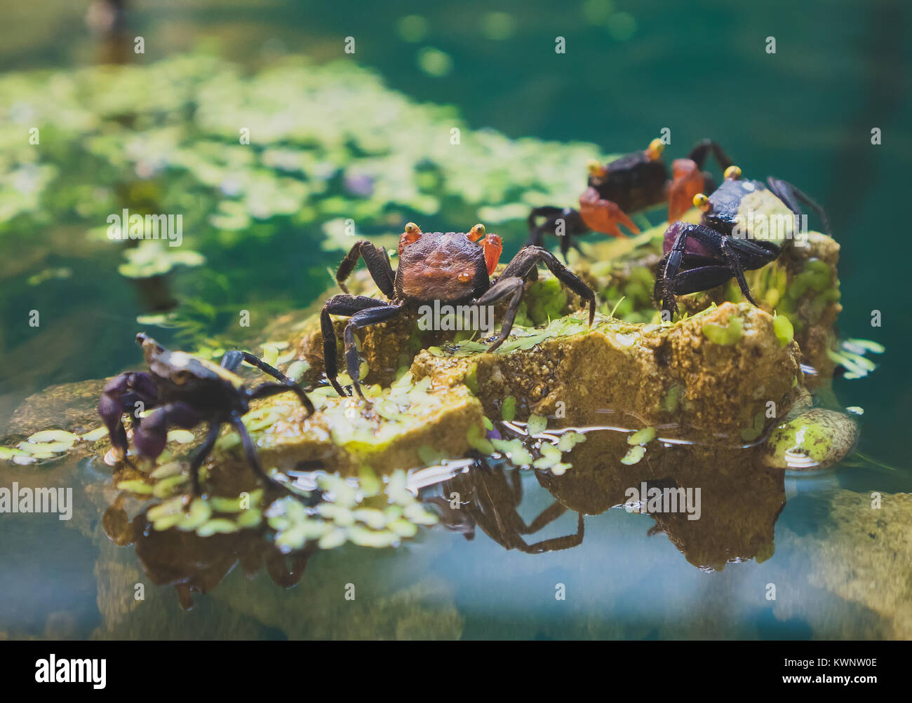 Geosesarma Fotos E Imagenes De Stock Alamy