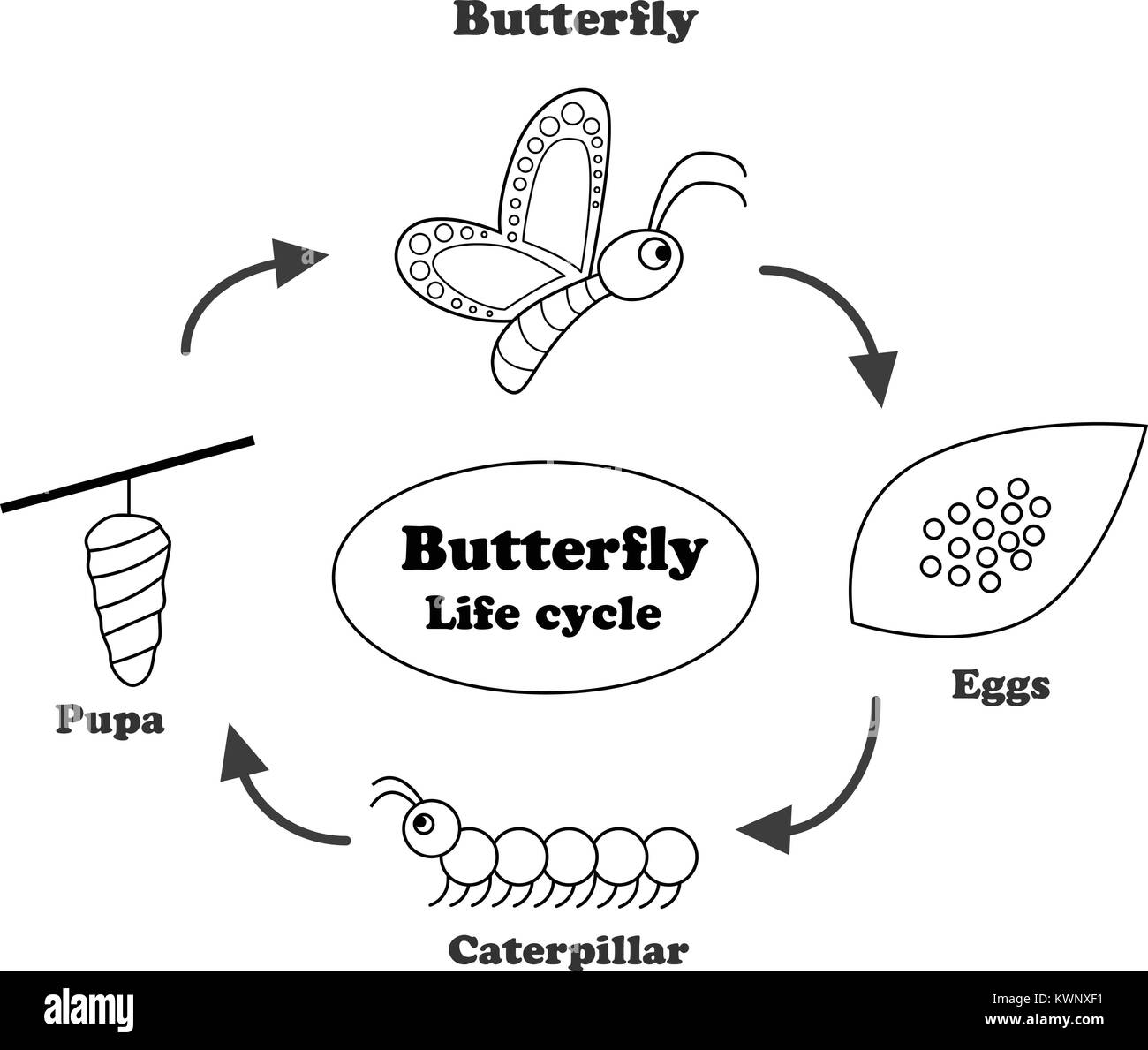 List 94+ Images ciclo de vida de la mariposa para colorear Completed