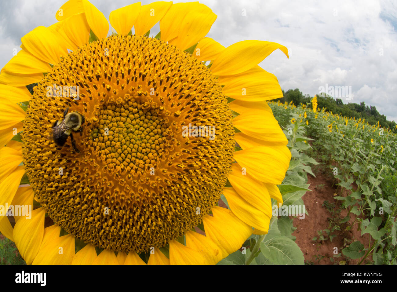 Se cultivan girasoles para atraer aves y polinizadores a una reserva de fauna en Maryland, Estados Unidos de América. Foto de stock